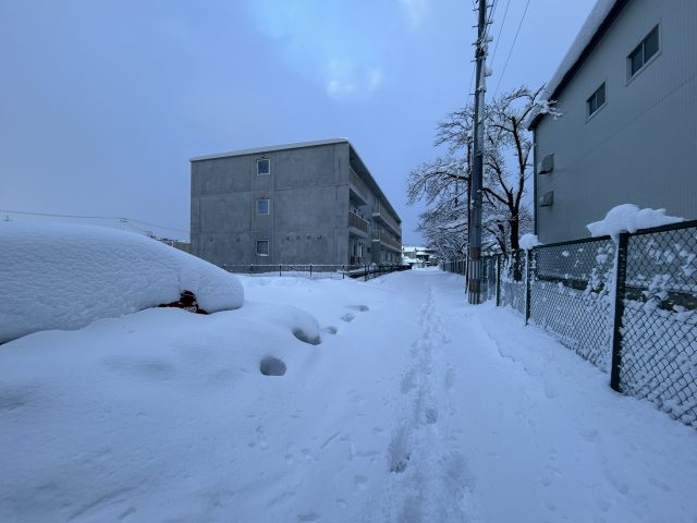 久しぶりにしっかり雪を見ました