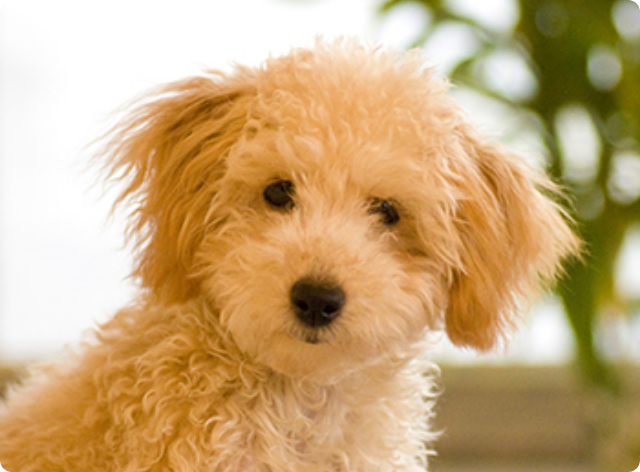 ペットと暮らす